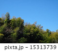 杉 15313739