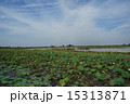 カンボジアのハス群生地 15313871