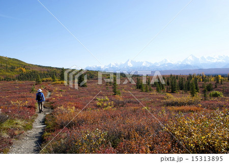 デナリ国立公園 15313895