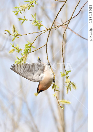 キレンジャク 15313985