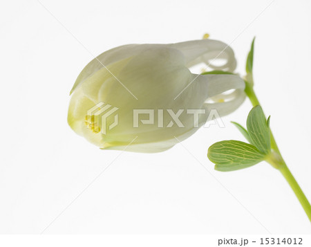 清楚な白花深山苧環の蕾 15314012