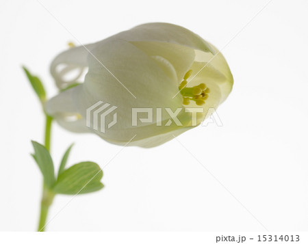 清楚な白花深山苧環の蕾 15314013