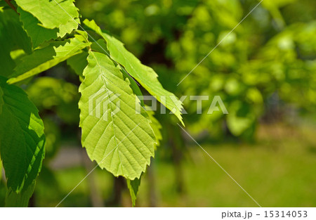樹木 コナラ ブナ科の写真素材