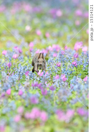 花畑を駆けるエゾリスの写真素材
