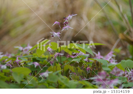 常盤錨草 15314159