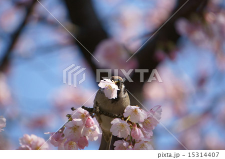 花の蜜を吸うスズメ 15314407