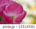 チューリップ 15314581