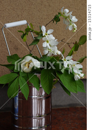 茶花 15314715