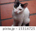 見つめる猫 15314725