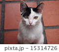 見つめる猫2 15314726