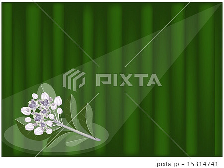 Calotropis Gigantea Flowers 15314741