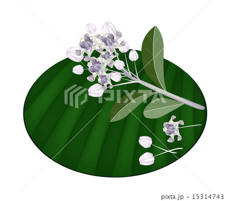 Fresh Calotropis Gigantea Flowers on Banana Leaf 15314743