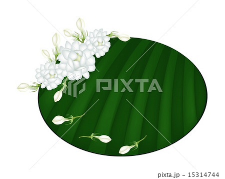 Fresh Jasmine Flowers on Green Banana Leaf 15314744