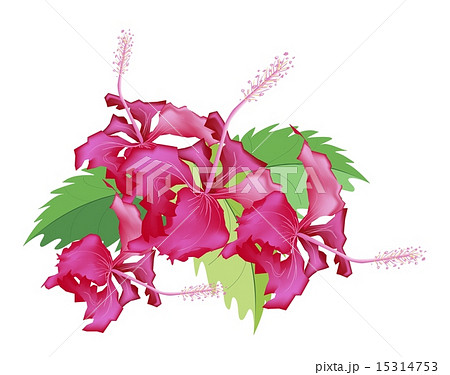 A Stack of Fresh Red Hibiscus Flowers 15314753