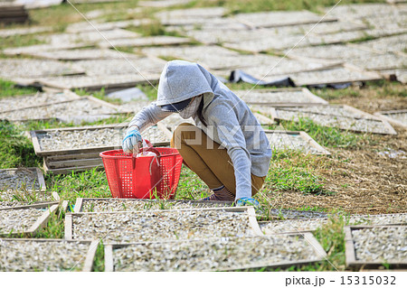 Traditional asian business 15315032