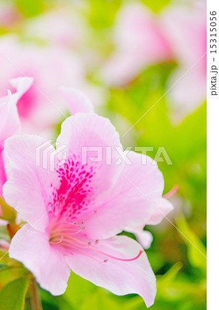 つつじ 15315056