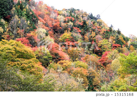 群馬県　照葉峡の紅葉 1 15315168
