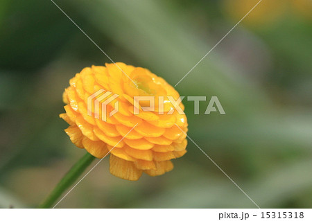ラナンキュラス ゴールドコインの花の写真素材
