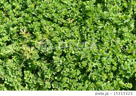 春の地面を覆った緑の雑草 春の地面を覆った緑の雑草 15315323