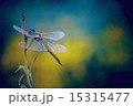 蜻蛉 15315477