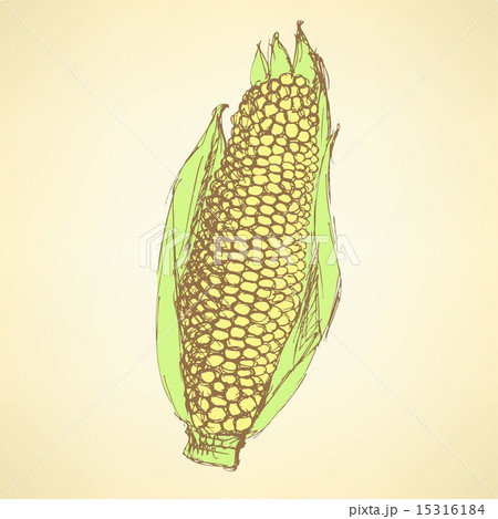 Sketch corn cob in vintage style Sketch corn cob in vintage style 15316184