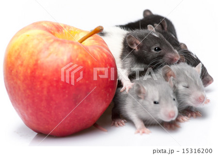 cute baby rats 15316200