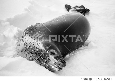 The grey seal 15316281