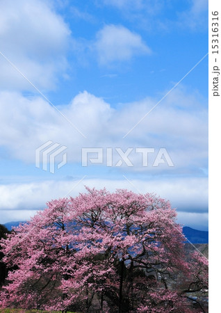 黒部の桜と空と雲 15316316