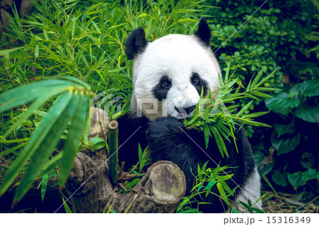 Hungry giant panda Hungry giant panda 15316349