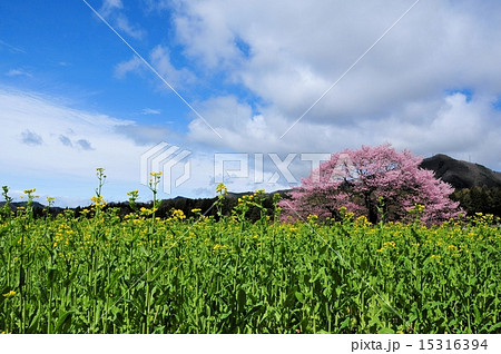 黒部の桜と菜の花と空と雲 15316394