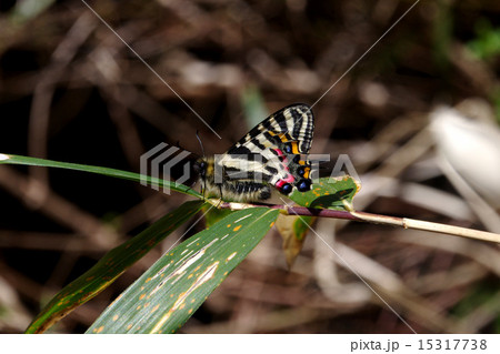 笹の葉にとまっているギフチョウ 15317738