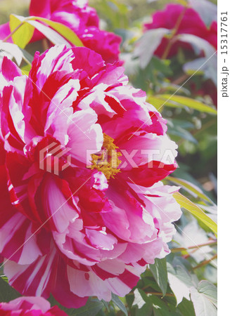 白と赤の混じったボタンの花の写真素材