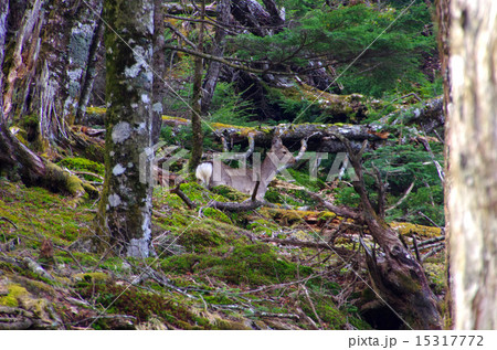 高山樹林帯を歩く雲取山の鹿 15317772
