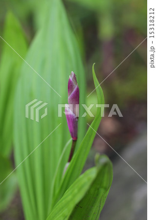 シランの花の蕾と雨雫 15318212