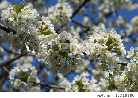 the bee collects nectar from a branch of the blossoming sweet cherry, close up 15318380