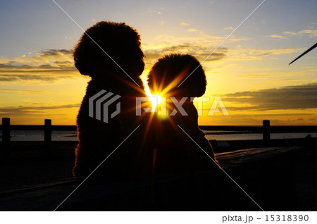 シルエット 犬 トイプードル 横の写真素材