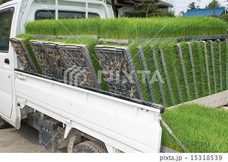 田植え（苗の運搬） 15318539