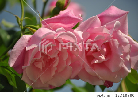 並ぶおおきなスパニッシュビューティー 15318580