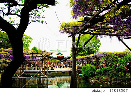 亀戸天神社 藤棚 本殿・社殿 藤まつり (亀戸天満宮) 東京都 江東区 亀戸天神社 藤棚 本殿・社殿 藤まつり (亀戸天満宮) 東京都 江東区 15318597