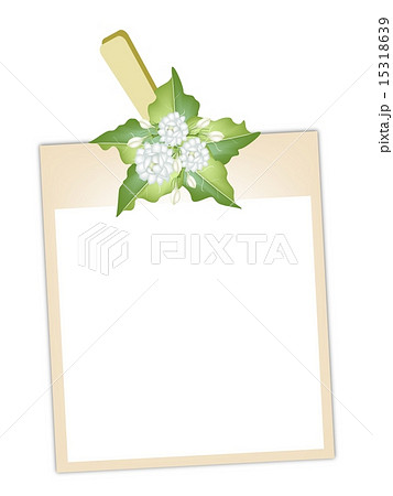 Blank Photos Jasmine Flowers Hanging Clothesline 15318639