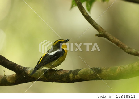 生き物　鳥類　リュウキュウキビタキ、繁殖期を迎えて縄張り宣言の囀りに忙しそうです② 15318811