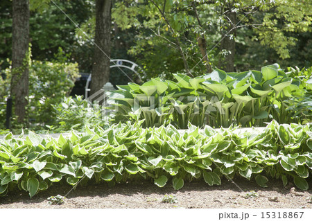 ギボウシの生け垣 15318867