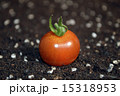 トマト 15318953