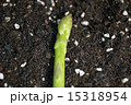 アスパラガス 15318954