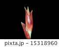 みょうが 15318960