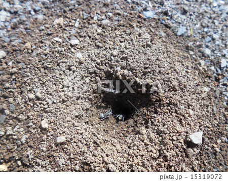 アリの巣 15319072