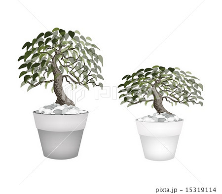 Two Beautiful Bonsai Tree in A Flower Pot 15319114