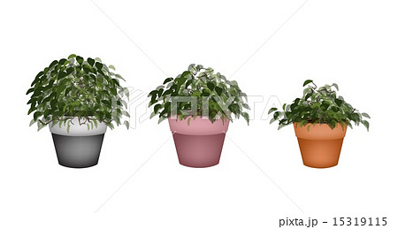Three Beautiful Houseplant Terracotta Flower Pots 15319115