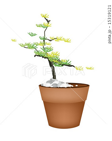 A Beautiful Spruce Tree in Flower Pots A Beautiful Spruce Tree in Flower Pots 15319121