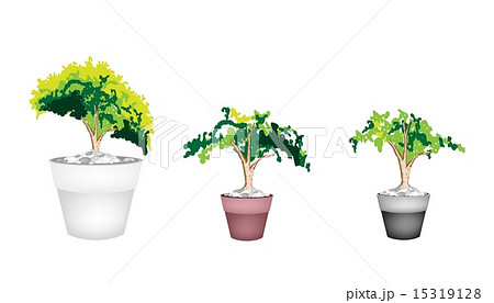 Three Evergreen Plant in Terracotta Flower Pot Three Evergreen Plant in Terracotta Flower Pot 15319128